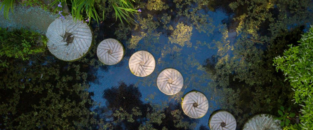 Stepping stones across pond with plants