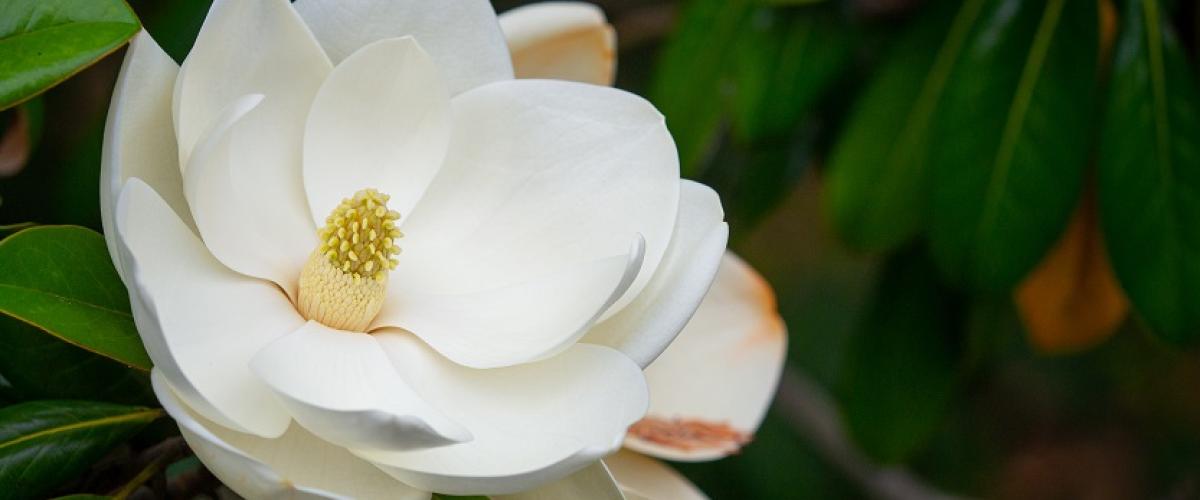 Magnolia blossom