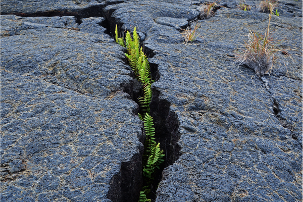 Ferns growing through crack in a boulder